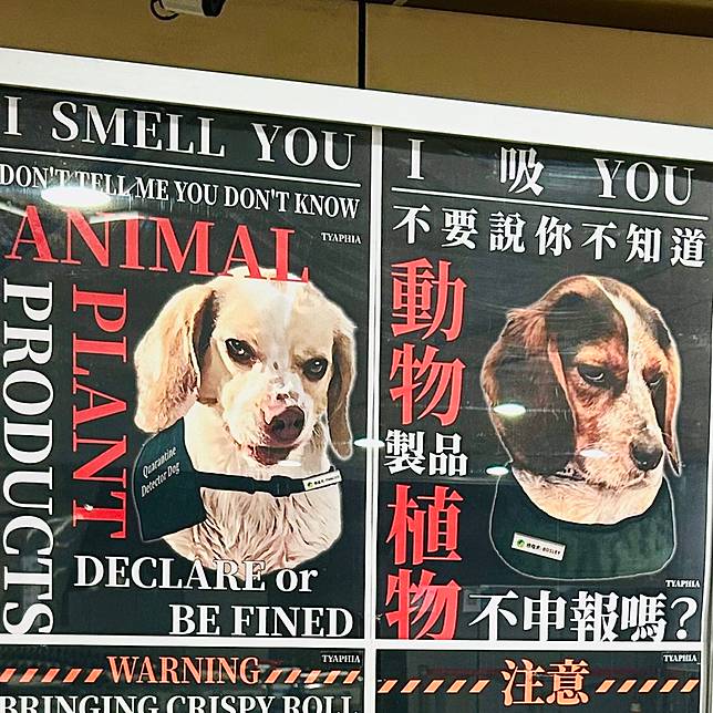 檢疫犬眼神充滿殺氣。翻攝自X @bonkuretaiwan