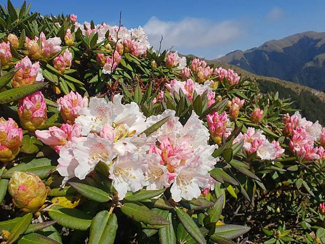 合歡山的杜鵑花季將於4/16登場。   圖：擷取自太魯閣國家管理處臉書