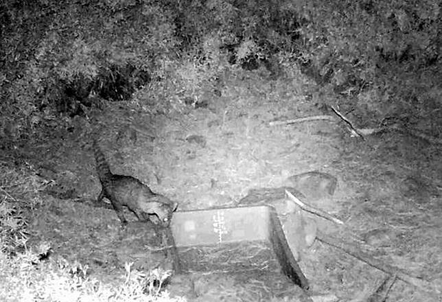 玉山塔塔加地區海拔約二千八百公尺的麟趾山區，發現麝香貓活動，創下其棲息在最高海拔的新紀錄。（玉管處提供，記者陳金龍翻攝）