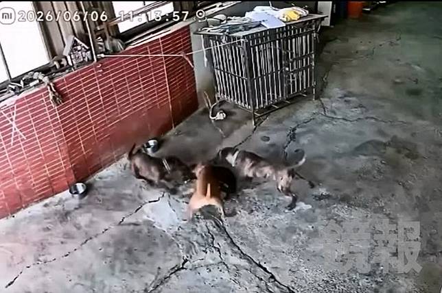 民眾拴鍊在自家院子的黑色家犬，慘遭三隻大型犬撲倒圍攻，持續撕咬近20分鐘，家犬不幸當場被咬死，事發現場血跡斑斑。畫面授權threads _p.o.q