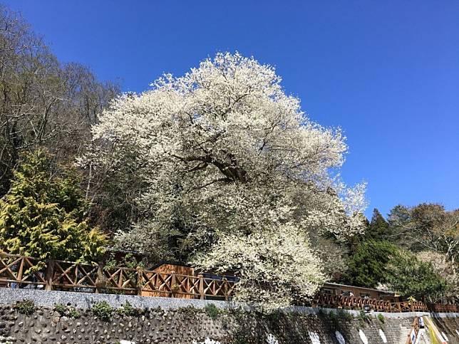 超美！觀霧地標霧社櫻王開花了，未來1~2週賞花好時機。(圖由新竹區林管管處提供，李雅筠攝)