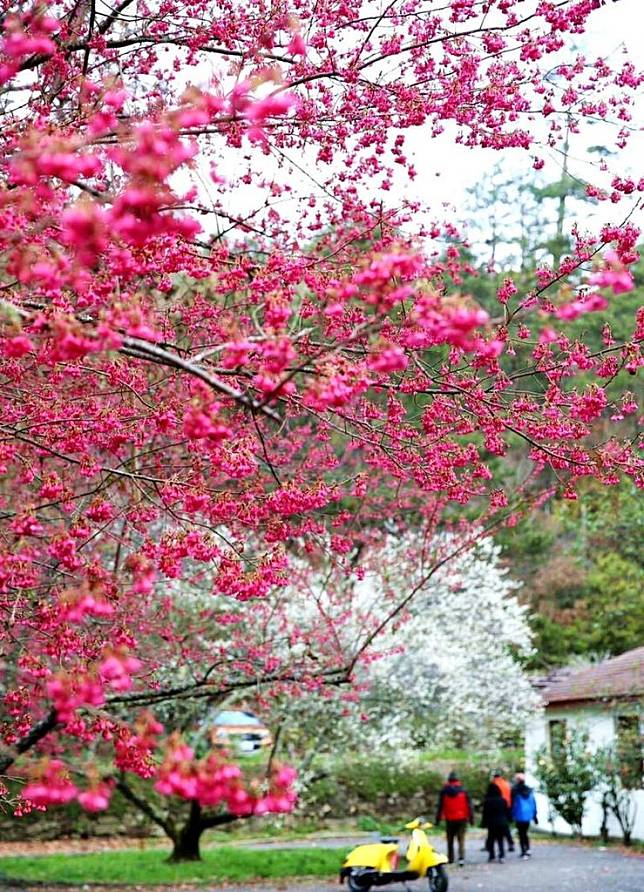 武陵農場紅櫻與白梅綻開，美景如畫。（記者陳金龍攝）