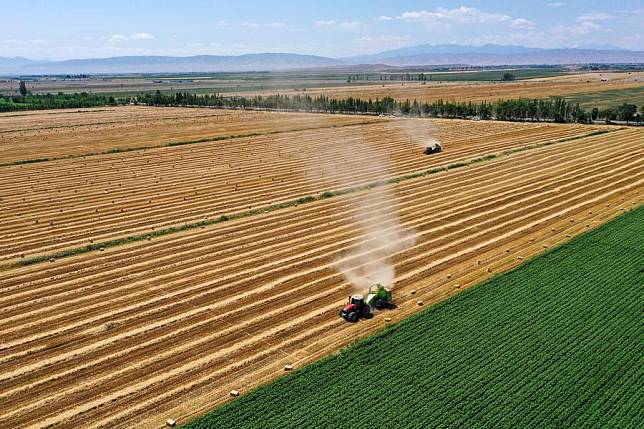 This aerial photo taken on July 15, 2023 shows farmers harvesting wheat in Hutubi County, northwest China's Xinjiang Uygur Autonomous Region. (Xinhua/Ding Lei)