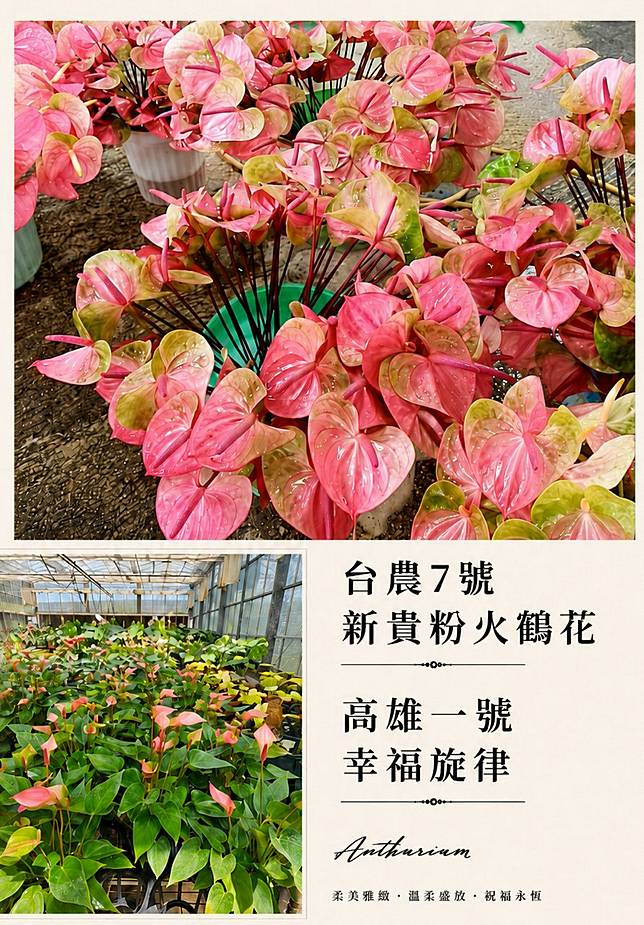 高雄農改場及農試所都有開發粉色系火鶴花品種。（照片提供／莊耿彰、黃雅玲；製圖／上下游）