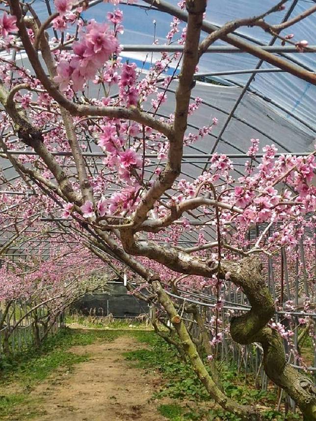 梅峰農場桃花季。(中華旅行社提供)