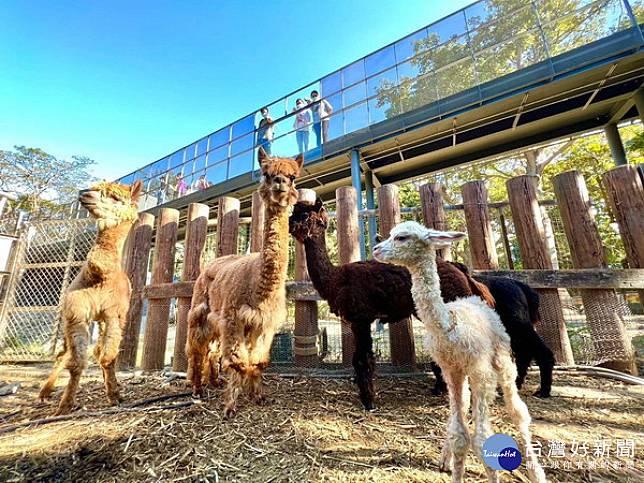 ▲動物園空橋上的擴張網減少動物與人類直視，遊客透過觀察窗口認識動物。（圖／記者 許高祥 翻攝）