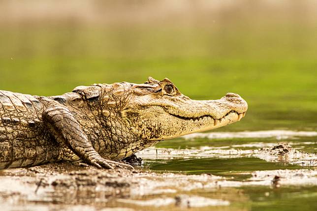 鱷魚。照片來源：Shutterstock / 達志影像  
