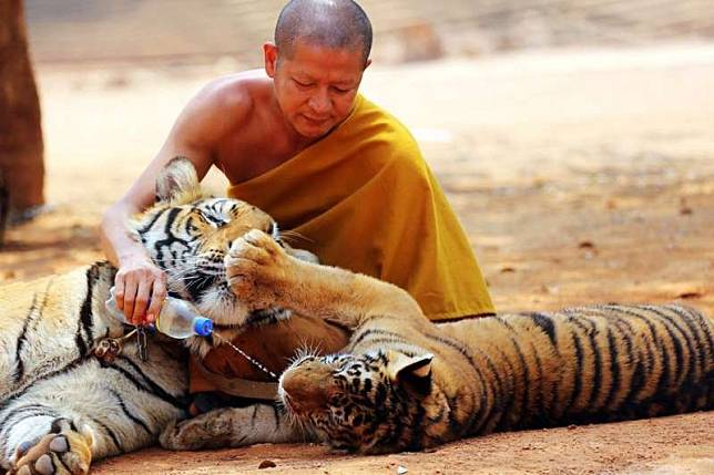 泰國當局3年前從「老虎廟」救出的老虎如今過半染病死亡（美聯社）