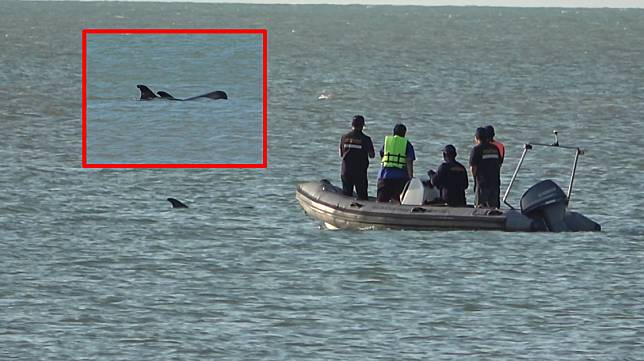 2 วาฬว่ายอยู่ริมฝัง ผิดสังเกตชาวบ้านรีบแจ้งเจ้าหน้าทีเข้ามาดู 