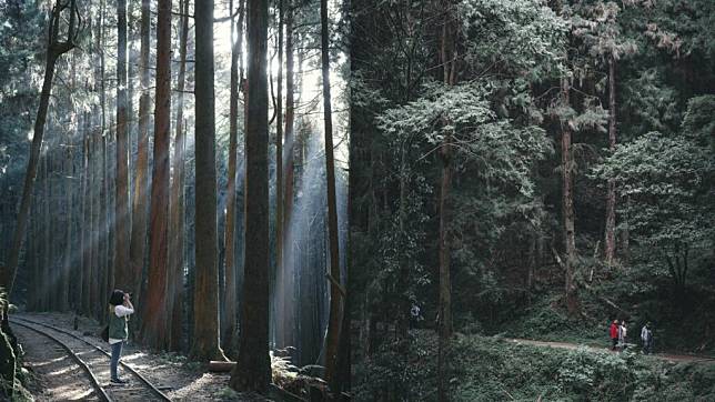 ▲嘉義阿里山特富野古道 （圖／jiunming_wu, Instagram)