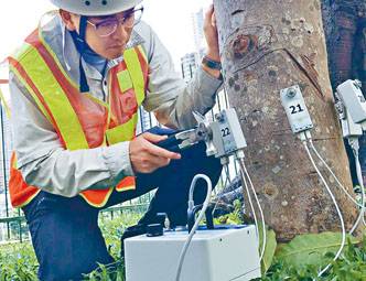 ■樹木將裝上八千個傳感器，料明年初完成。