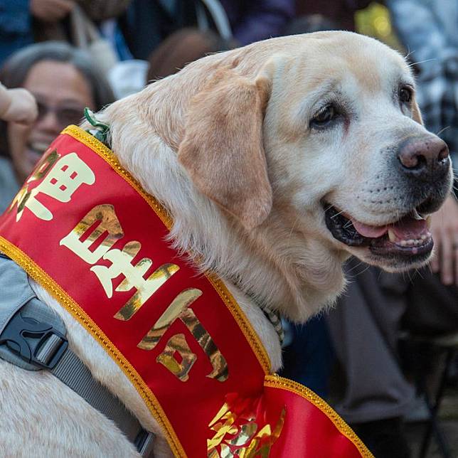 新北市人氣最旺警犬「福星」等年齡都超過7歲，獲得寵物白金卡，新北動保處給予完整健檢與醫療服務。動保處提供