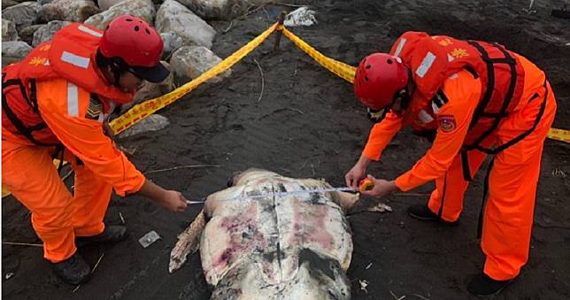 海洋悲歌再現　宜蘭鯨豚海龜頻死衝擊生態