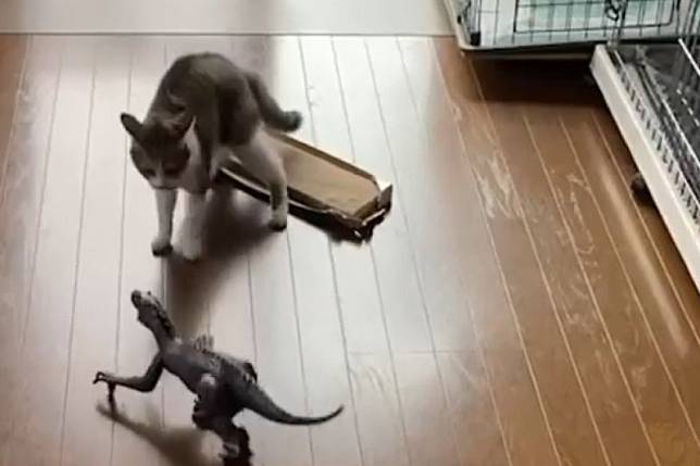 恐龍玩具嚇退所有貓，就牠獨自勇猛抗戰：「本喵沒在怕」。（圖／Instagram：nyanko.wanko0227）