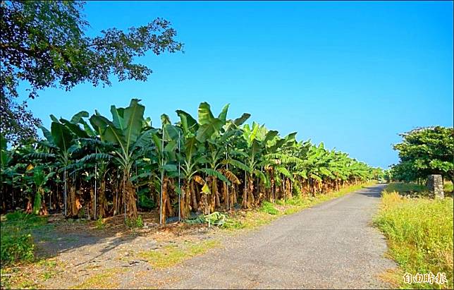 箕湖公墓用地目前約有近4公頃面積被種植香蕉。(記者陳彥廷攝)