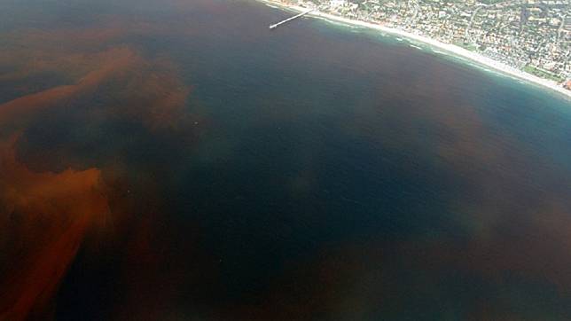 美國加州外海的赤潮。(圖／翻攝自維基百科)
