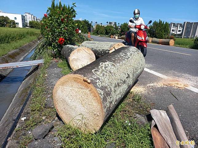 宜蘭縣五結國中前方10多棵大王椰子全數被砍除。(記者江志雄攝)