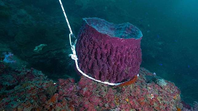 潮境灣的桶形海綿，被潛客五花大綁起來(海科館提供)