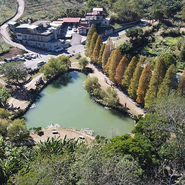 圖片來源/北埔六塘石柿餅-落羽松