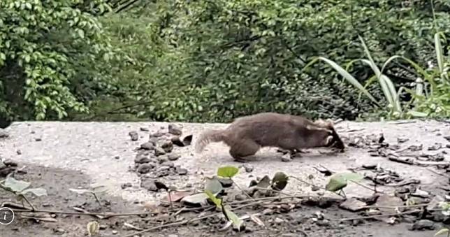 狂犬鼬獾又現蹤影！玉里赤科山產業道路驚現怪異行徑　疑似傳染狂犬病