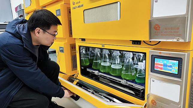 Ni Jun, a researcher at the School of Life Sciences and Biotechnology under the Shanghai Jiao Tong University, observes bottles filled with blue-green algae cells modified by gene editing in his lab in east China's Shanghai, Jan. 12, 2024. (Xinhua/Dong Xue)