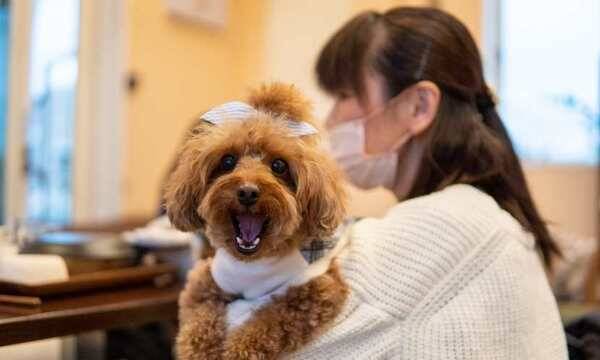 護犬心切！女子摔倒撞餐桌，木筷直刺耳內送急診，醫：異物穿刺後別做這件事