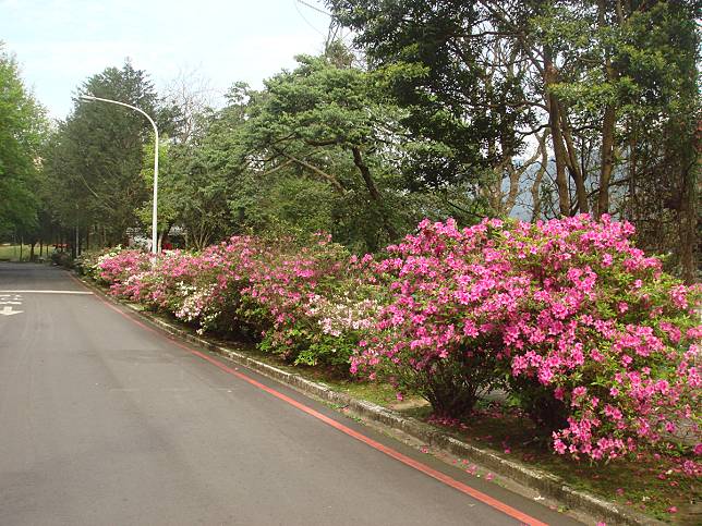 石門水庫杜鵑花況棒 草地野餐樂趣多