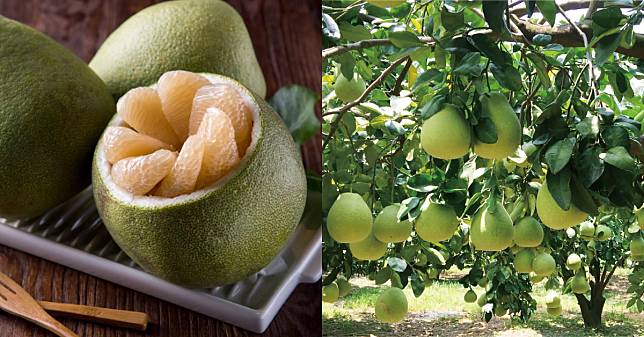 文旦、柚子哪裡不一樣？「老欉」比較好吃嗎？放冰箱壞更快，「這個」步驟讓肉質更甜美！