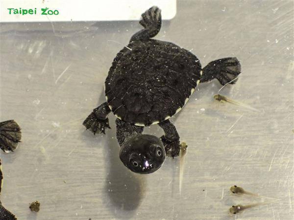 台北市立動物園的羅地島蛇頸龜今年將迎來「嬰兒潮」。（圖片來源／台北市立動物園提供）
