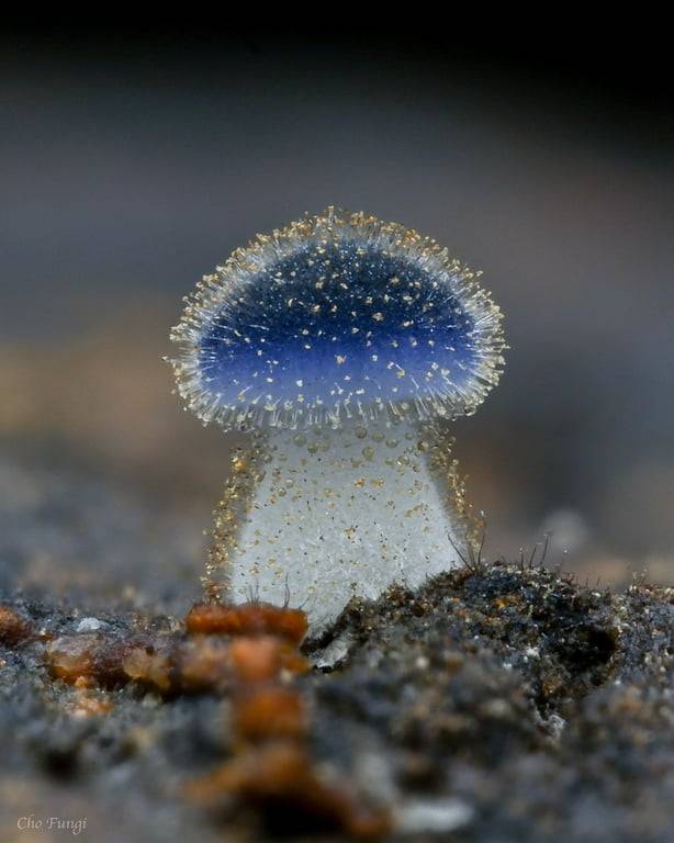 近藍蓋小菇生長於腐木，鑑定特徵為表面具有細絨毛和淡藍色菌蓋。藍色只在幼年階段出現，成熟後會逐漸變淡為淡藍色或白色。圖片來源：Cho Fungi Photo: @inaturalist