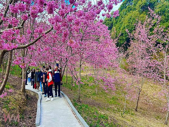 台灣最美的情人櫻花道怒放中 福壽山千櫻園人生必賞一次