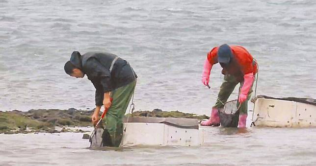 冷氣團連續來襲助豐收　澎湖民眾「蹓海菜」賺年終