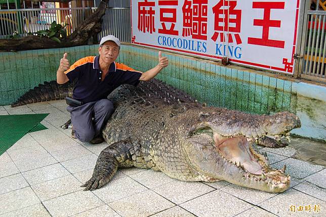 台南「麻豆鱷魚王」邱錫河飼養「小河」近40年，「小河」昔日龐然大鱷身形，讓人望而生畏。(資料照，記者楊金城攝)