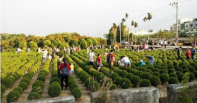 「台版波波草」4千顆種4年！爆紅一個月毀了　地主痛心裝柵欄