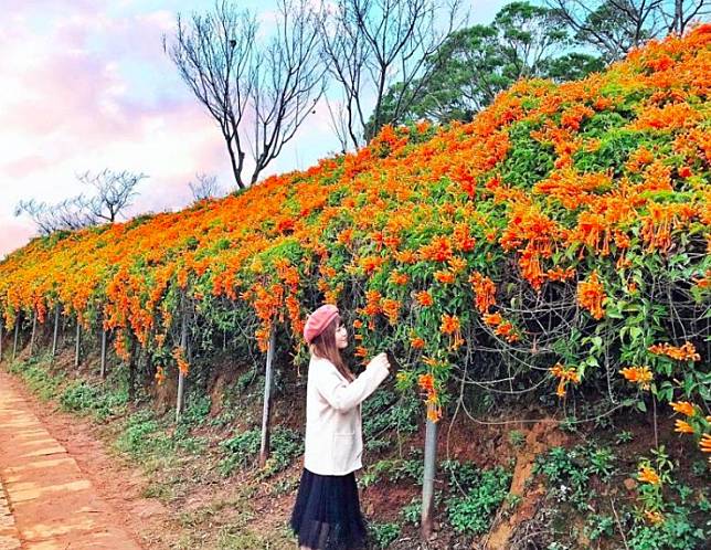 苗栗銅鑼的炮仗花海提早盛開，吸引遊客搶拍美照。   圖：IG@gominki