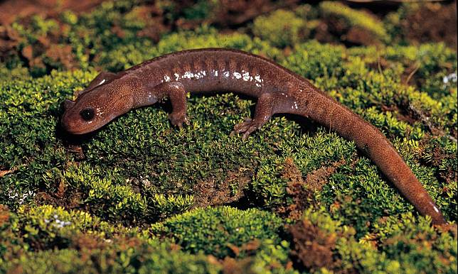 高山微笑精靈與牠的棲地，南投水里遊客中心「阿里山山椒魚」特展開始！