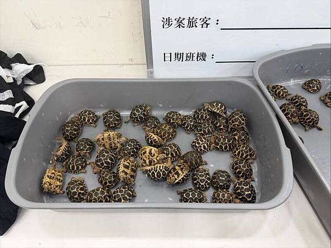 陳姓男子在大腿綁了70隻印度星龜準備回台賺暴利，過海關時當場被查獲。(記者黃佳琳翻攝)