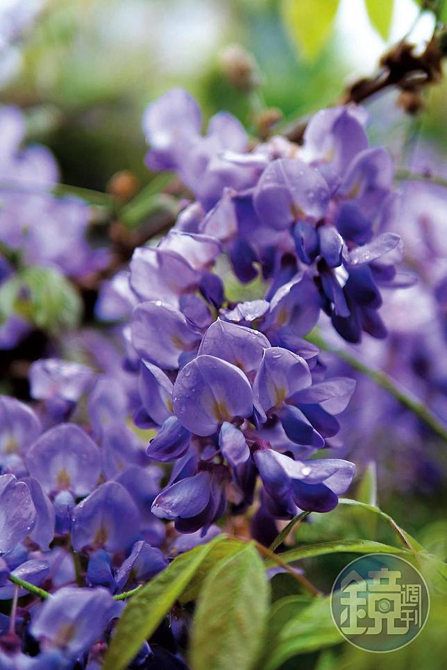 受到暖冬影響，往年3月底才盛開的紫藤花，今年2月中旬即陸續開花。