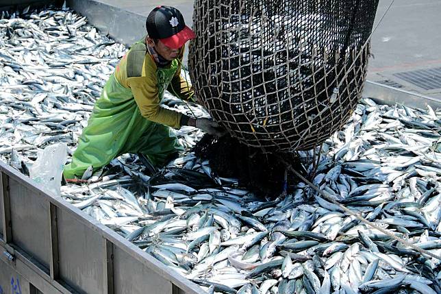 鯖魚危機02》沒大魚只能抓小魚，「賺越少抓越多」惡性循環，禁漁管理機制需升級