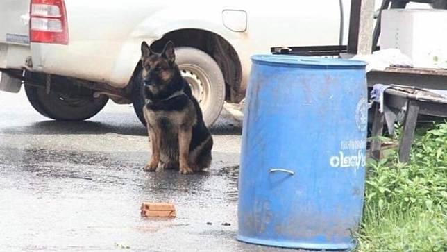 'เจ้ากาแฟ' สุนัขทหาร ชุดค้นหาระเบิดในภาคใต้ ป่วยตายแล้ว