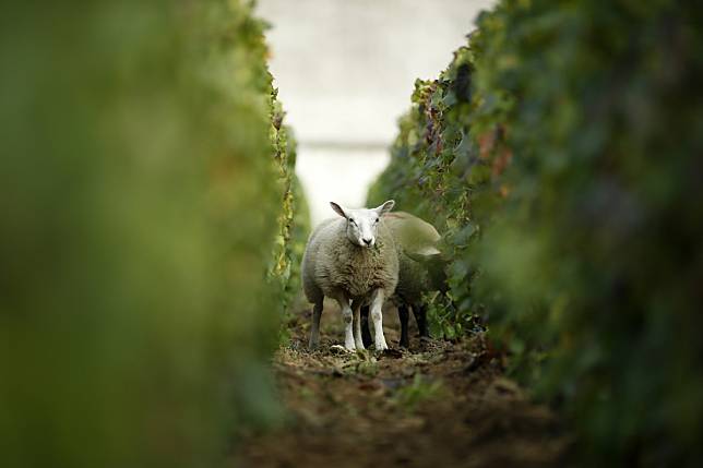 Sheep graze between rows of grapes at a vineyard in Mareuil-sur-Ay, eastern France, during the traditional Champagne wine harvest in October 2013. The Trump administration has threatened to slap 100 per cent tariffs on champagne, cheese and French luxury handbags in retaliation for France’s digital services tax. Photo: Reuters