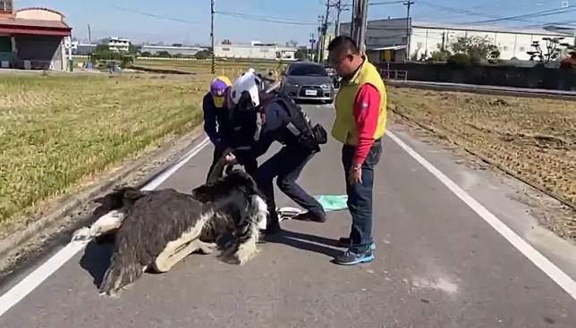 鴕鳥又從彰化跑到台中「逛大街」　這家派出所警察成抓鳥高手