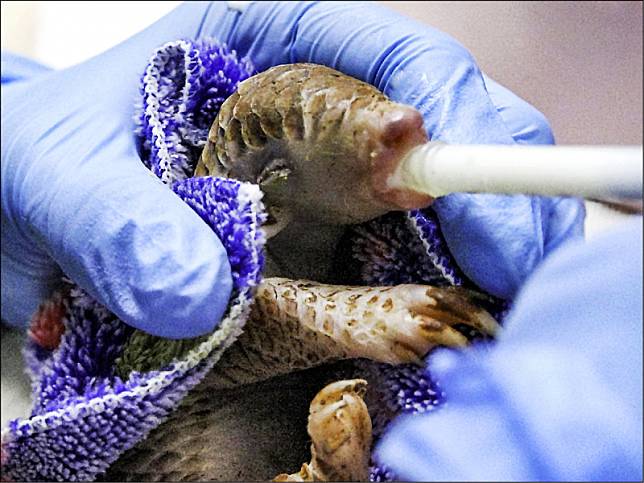 穿山甲寶寶「NaNa」是2020年10月底救傷收容的個體。(圖：台北市立動物園提供)