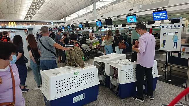 近期機場常見移民者安排寵物登機