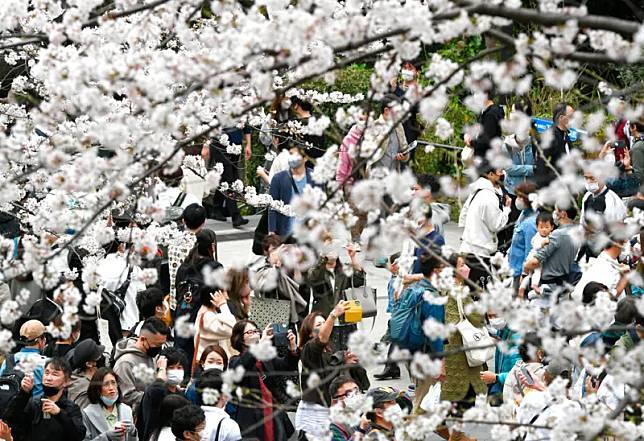 今年因為氣候冷日本櫻花大遲到一，圖為每年都會吸引大批人潮前往的上野恩賜公園。旅日達人林氏璧推估櫻花將開了以及滿開日期。（圖／美聯社／達志影像）