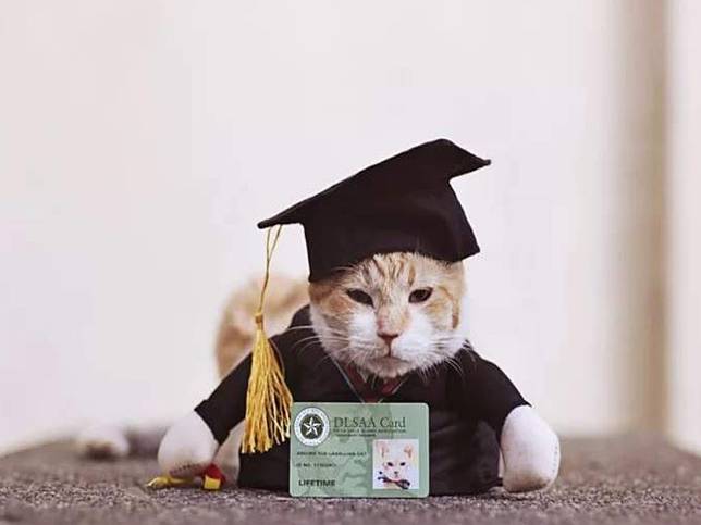 菲律賓貓貓太愛吃　學校只好幫牠舉行典禮提早畢業