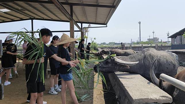 宜蘭「探索文化場館藝文之旅」十日啟航，首發團光復國小師生近距離的餵養牛隻，將耕牛與土地連結，這些都不是用口說可以讓孩子體會的。（宜蘭縣政府提供）