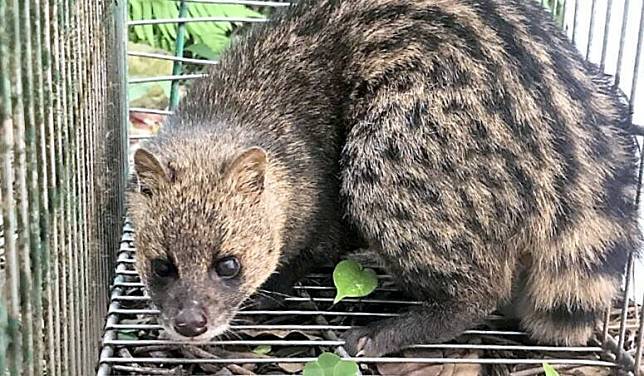 麝香貓是保育類動物，在野外不多見。(資料照)