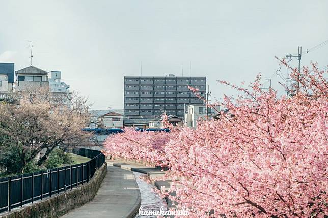 京都市內的河津櫻已盛開