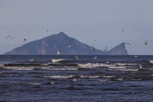 宜蘭的海岸線由於地理位置及環境特殊，是國際遷飛候鳥小燕鷗的重要繁殖棲地。（宜蘭縣農業生態發展協會提供）